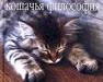Кошачья философия.Мудрость жизничто думают кошк превью 1617774.