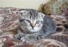 Котик скоттиш-фолд превью 1640126.