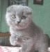 Котята превью 1071627.