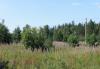 Участок 15 соток, 65 км от МКАД, Щелковское ш превью 1090685.