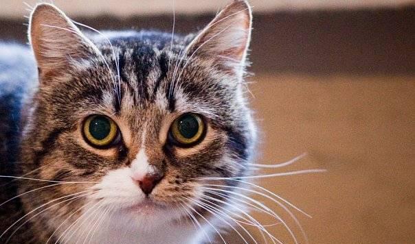 Кошечка-очарование Феня ищет дом Санкт-Петербург
