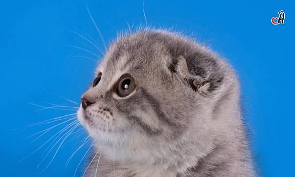Котенок скоттиш-фолд Санкт-Петербург