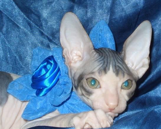 Котёнок, кот, донской сфинкс Москва