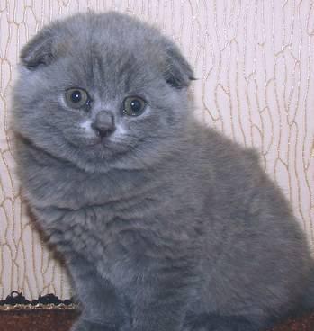 Шотландский вислоухий котик Москва