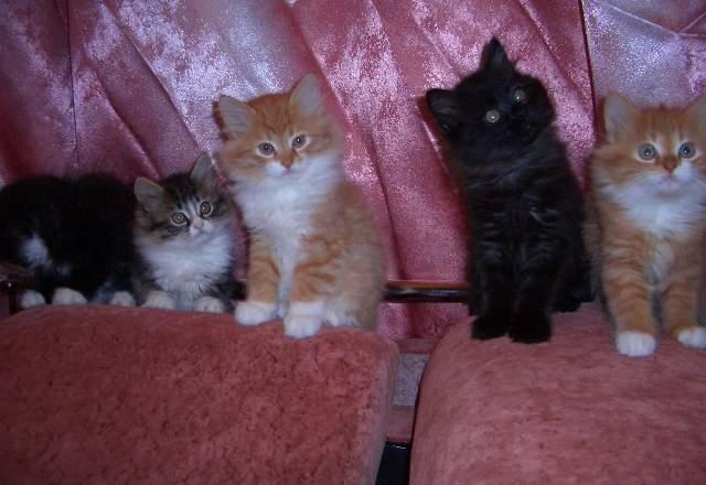 Мейн кун котята,метисы Санкт-Петербург