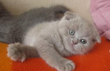 Роскошные шотландские вислоухие котята Москва