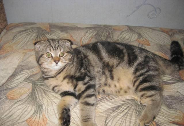 Продаю подрощенного котенка за 2.500 р Москва