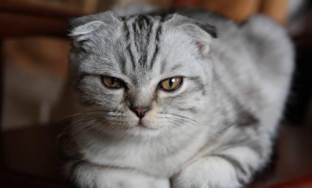 Котёнок Москва