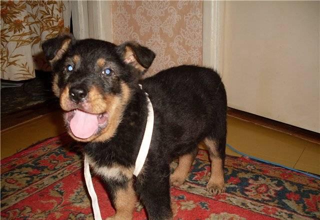 Щеночки в хорошие руки Санкт-Петербург