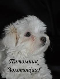 Продам Щенков Мальтезе Москва