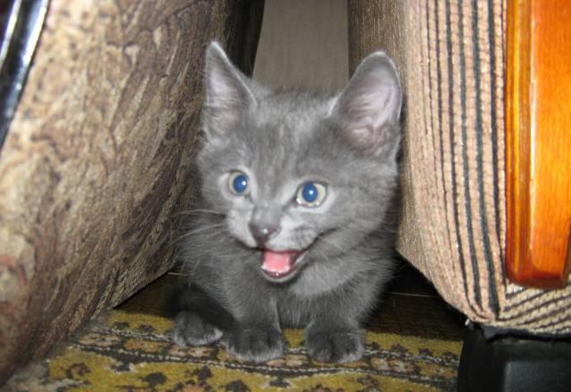 Котенок русской голубой Москва