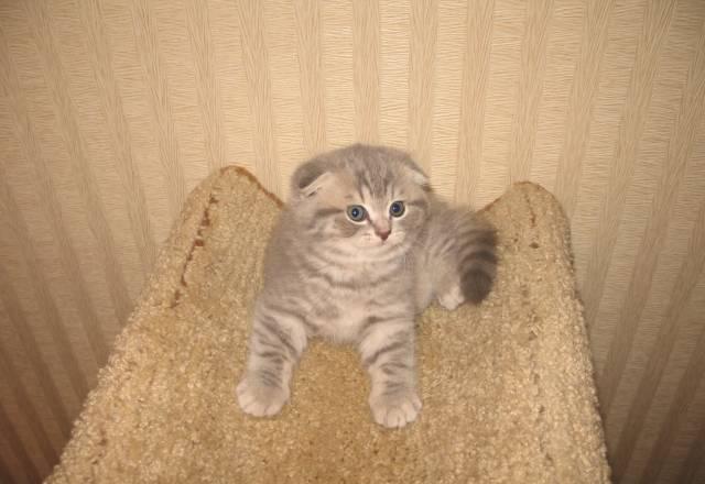 Породистые шотландские котята из питомника Москва