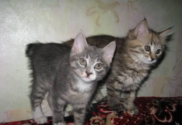 Котята курильского бобтейла Курган