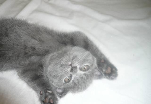 Вязка кошки.Ищу кота для вязки Москва