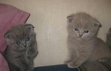 Шотландские вислоухие котята лиловые и голубые Москва