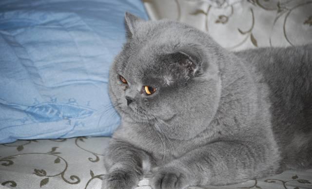 Британские котята - British Cat"s Москва