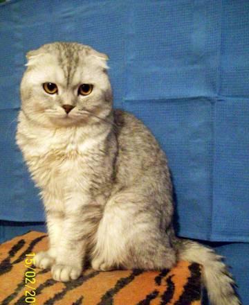 Шотландские коты приглашают на вязку Москва