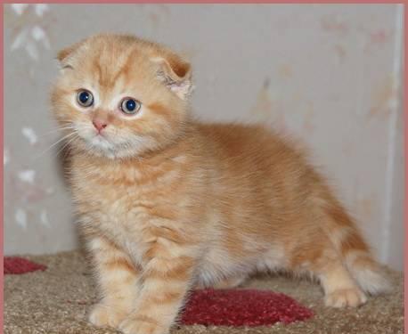 Шотландская вислоухая кошечка, красный мрамор Санкт-Петербург
