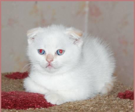 Шотландский вислоухий котик, ред-поинт Санкт-Петербург