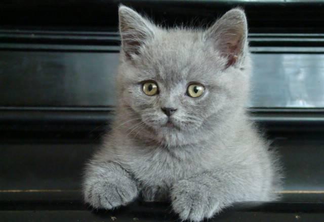 Британский котик 2 месяца Москва