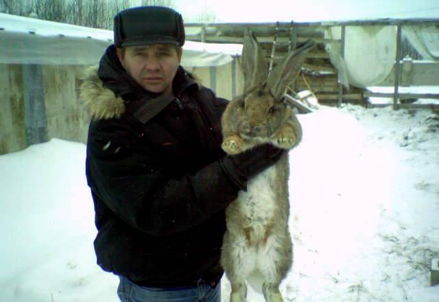 Кролики  Фландр,  Баран,  Великаны, Рекс Москва