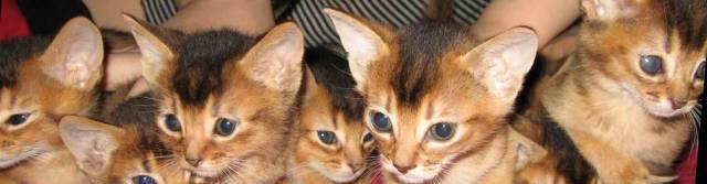 Абиссинские котята Москва