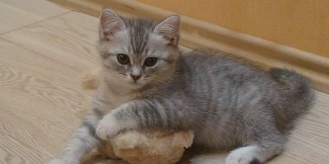Красавцы-котики британские серебристые Москва