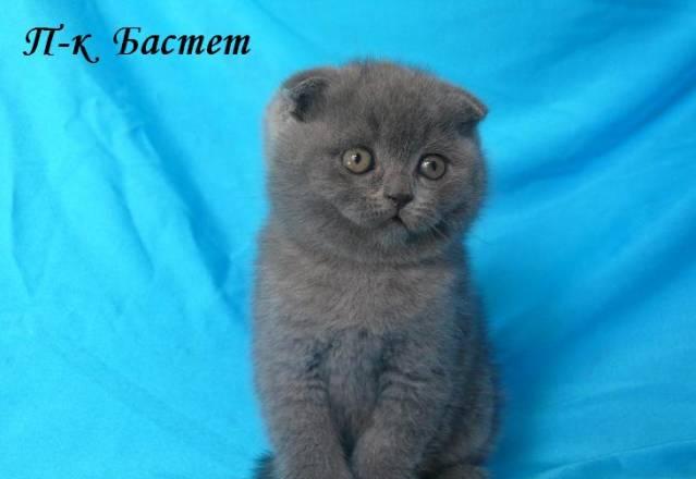Мальчик шотландский вислоухий Москва
