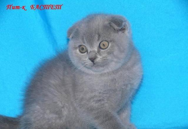 Вислоухий котик шотландский Москва