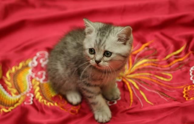 Шотландские элитные котята Москва