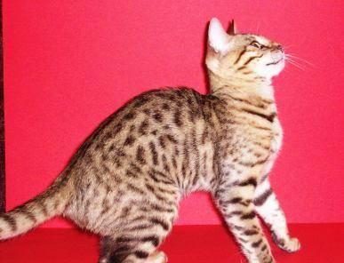 Бенгальская кошка-продам или обменяю Москва
