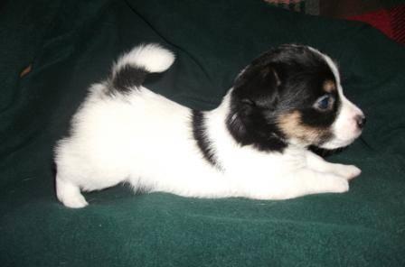Щенки чисто импортной линии. Австралия Москва