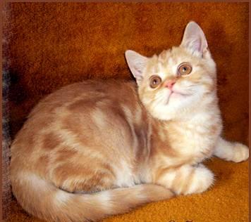 Красный мраморный британский котёнок - котик Санкт-Петербург