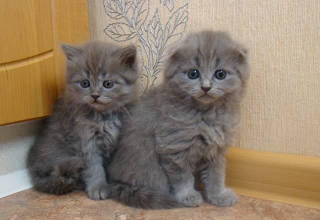 Шотландские котята Королев