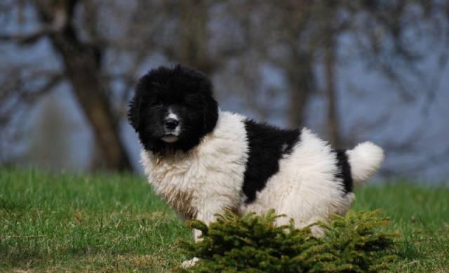 Щенки породы Ландсир (Landseer ECT) Москва