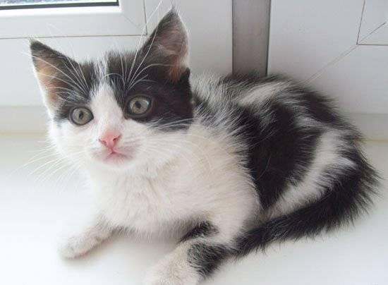 Коровкин- ласковый нежный котенок,1,5 мес, в дар Москва