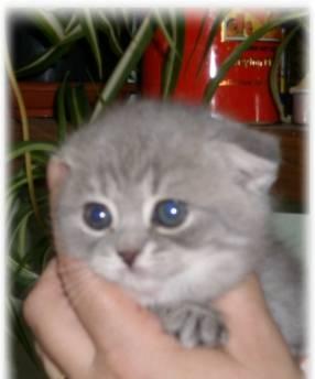 Кошечка вислоухая лиловая 1,5 мес Москва
