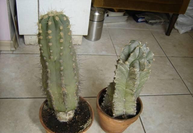 Кактусы Москва