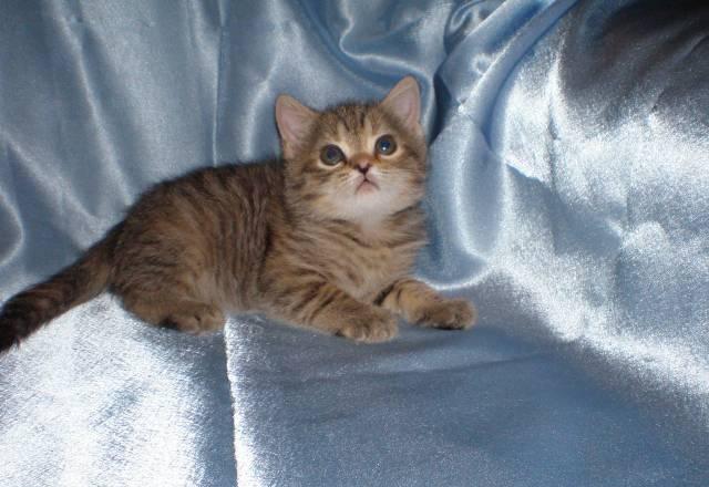 Котята британские, шотландские и экзотические Климовск