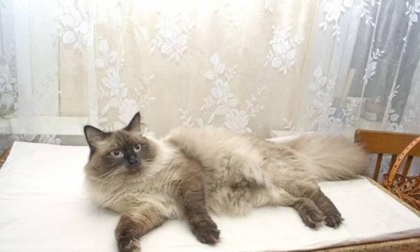Невские маскарадные котята Москва