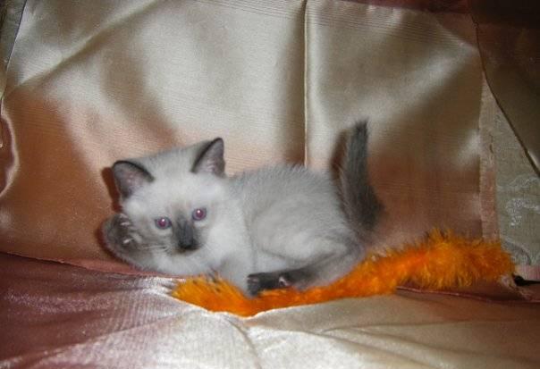 Котята тайские  сил-пойнт Москва