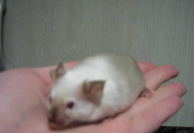 декоративные мышки Нижний Новгород