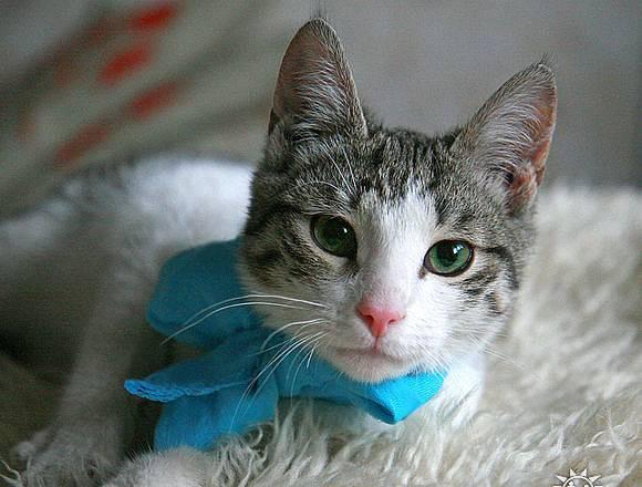 Котик Стасик Москва