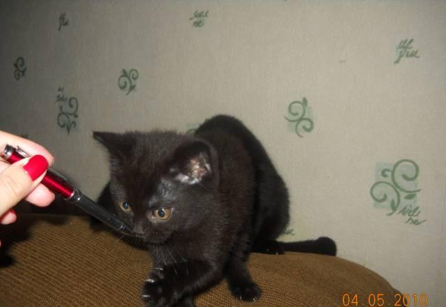 Котяткивислоухий котик, прямоухая кошечка Москва