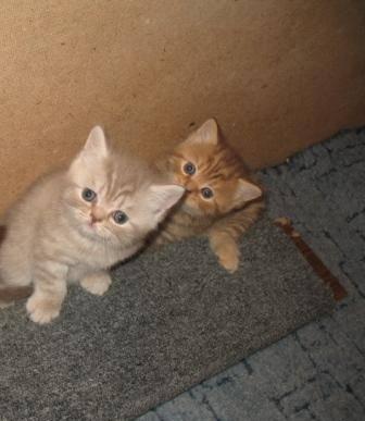 Британские котята Челябинск
