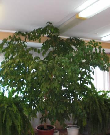 Фикус Москва