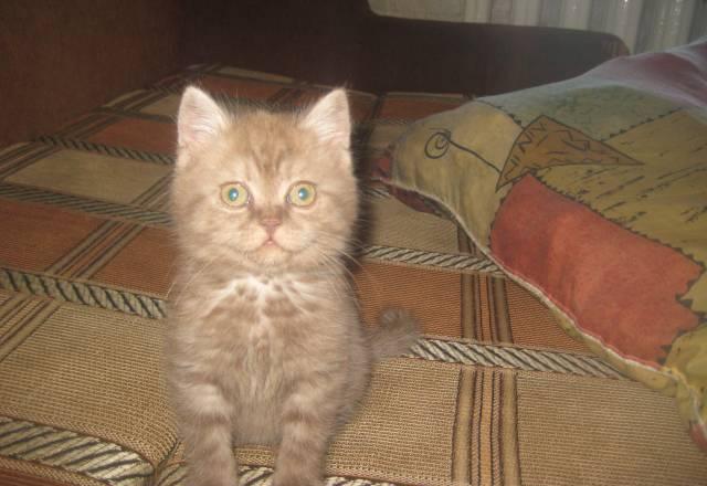 Британские котята Волгоград