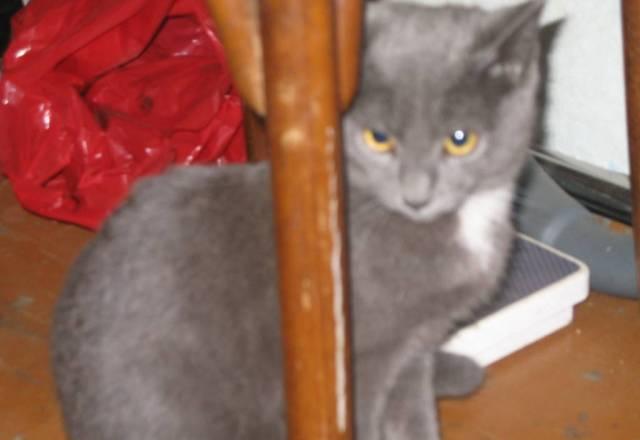 Котенок-метис русского голубого, мальчик, 5 мес Санкт-Петербург