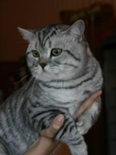 Кот приглашает на журфикс южную кошечку Краснодар