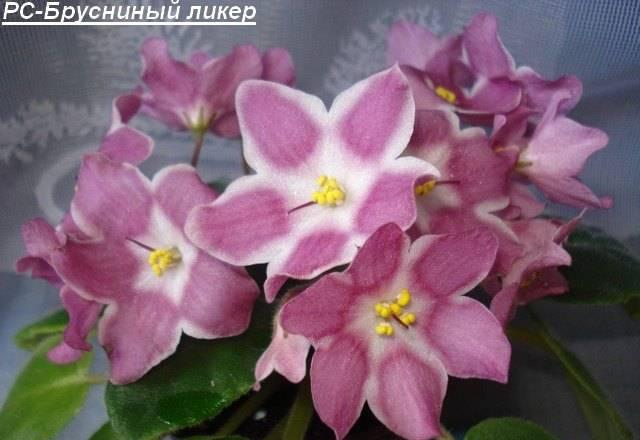 Сортовые фиалки Москва